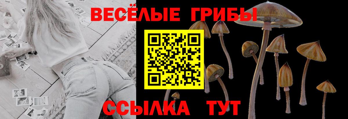 Псилоцибиновые грибы Psilocybe Елец